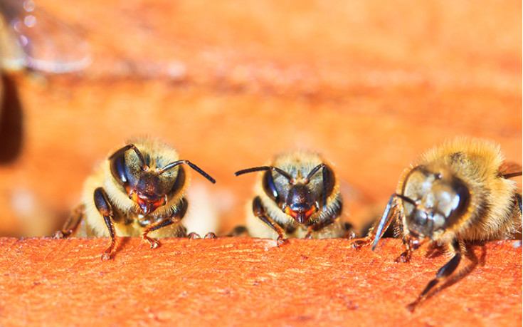 Приймаємо замовлення на бджолопакети і матки Приймаємо замовлення на бджолопакети і матки