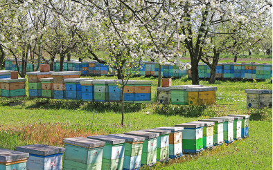 Виставка бджіл — а ви знаєте, коли і як правильно виносити бджіл навесні?