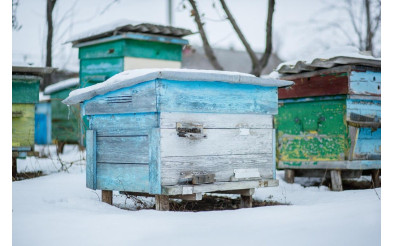 Як зимують бджоли