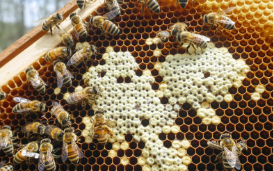 Аскосфероз бджіл — симптоми, лікування та ефективні препарати