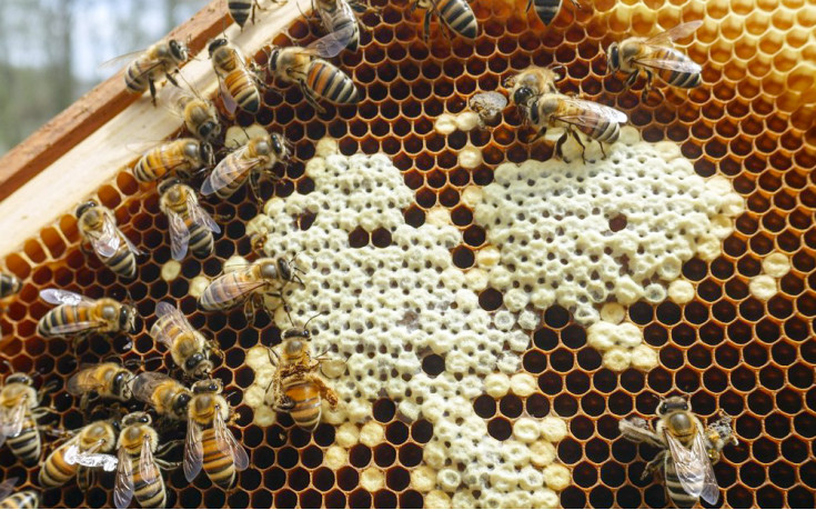 Аскосфероз бджіл — симптоми, лікування та ефективні препарати для пасіки