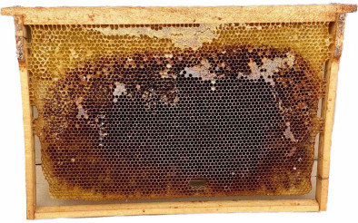 Що таке суш? Опис, сорти та запас суші для пасіки