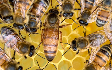 Яку породу бджіл обрати — Плюси та мінуси порід Карпатка, Українська Степова, Карніка, Бакфаст