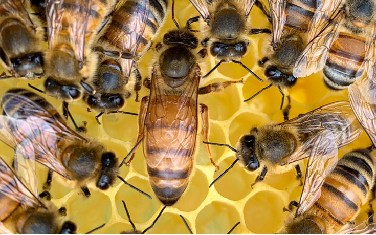 Яку породу бджіл обрати — Плюси та мінуси порід Карпатка, Українська Степова, Карніка, Бакфаст