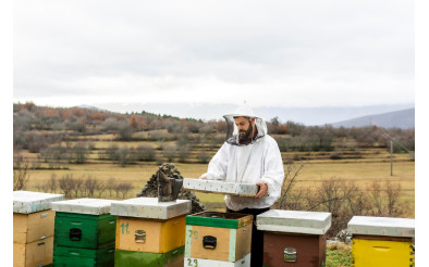 Догляд за бджолами весною: як забезпечити здоров’я бджолиних сімей