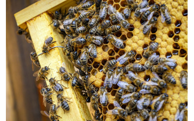 Як збільшити кількість бджіл: все про розмноження бджолиних сімей