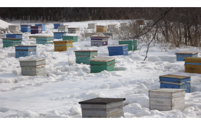 Підживлення бджіл узимку: годувати чи не годувати...