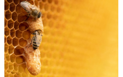 Роїння бджіл. Вивід, запліднення та зміна маток