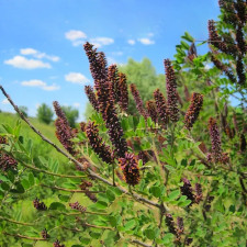 Аморфа кущова, насіння 1 кг