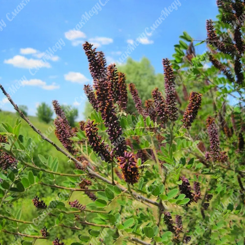 Аморфа кустарниковая, семена 1 кг