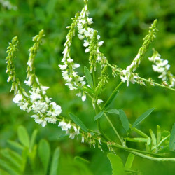 Донник белый однолетний, семена 1 кг