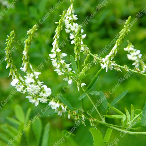 Донник белый однолетний, семена 1 кг