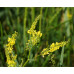Донник желтый двухлетний, семена 1 кг