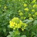 Горчица белая, семена 1 кг
