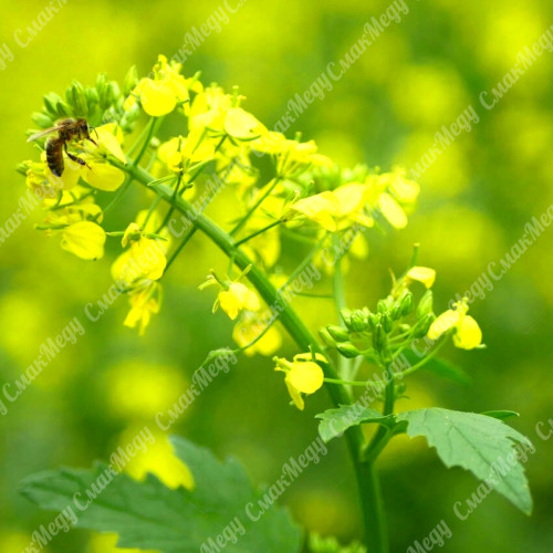 Горчица белая, семена 1 кг