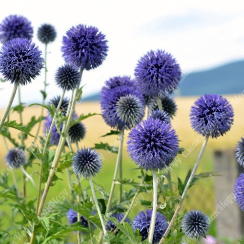 Мордовник шароголовый (крутай, головатень) семена 1 кг