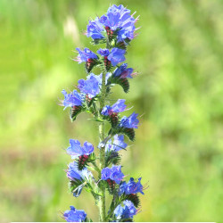 Синяк обыкновенный, семена 1 кг