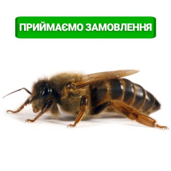 Пчелиная матка Карника, плодная