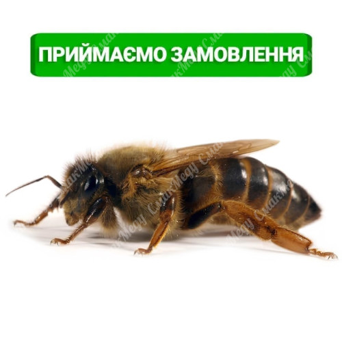 Бджолина матка Карніка, плідна