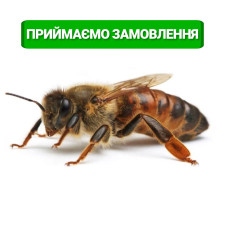 Бджолина матка Карпатка, плідна