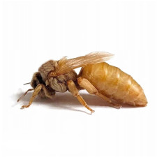 Бджолина матка Кордован, плідна