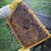 Бджолопакети Карпатської породи, 4 рамки розплоду, Карпатка, Сезон 2026