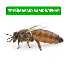 Бджолина матка Українська Степова, плідна