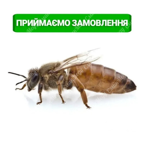 Бджолина матка Українська Степова, плідна