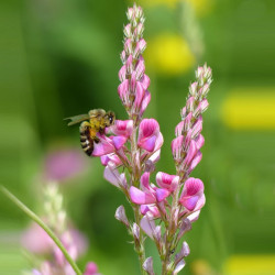 Семена медоноса эспарцет, 1 кг