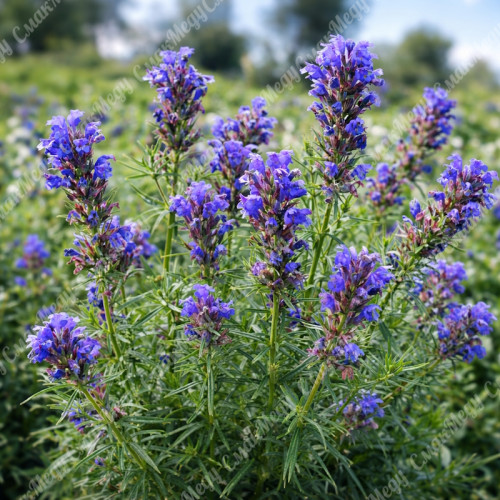Змееголовник однолетний семена медоноса (турецкая мелисса) 1кг