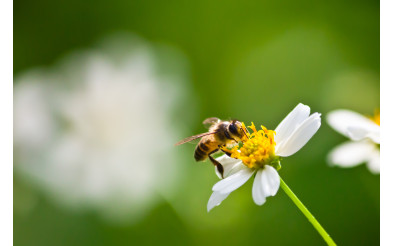 Бджоломатка: все, що необхідно знати кожному бджоляру
