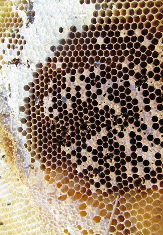 Чому саме холодна весна провокує Аскосфероз? Основні кліматичні фактори, що сприяють хворобі