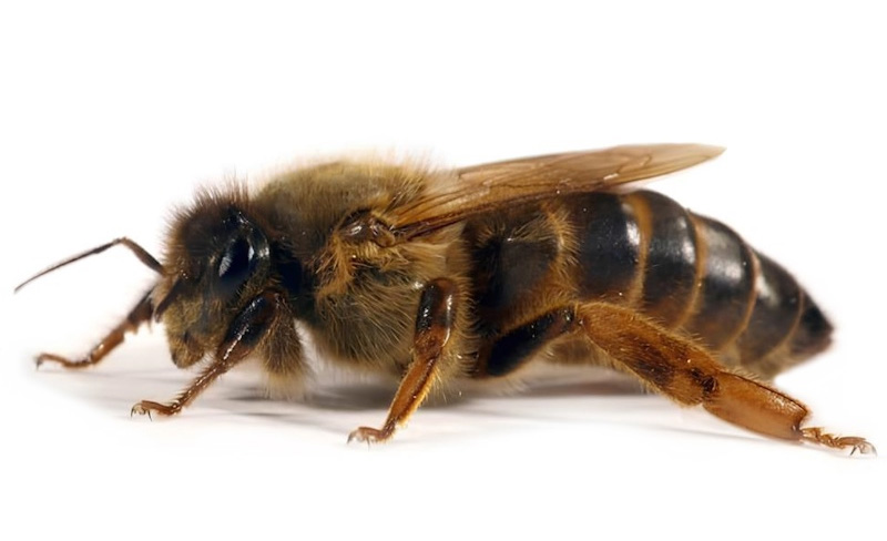 Порода бджіл Карніка Carnica