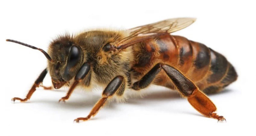 Карпатська порода бджіл