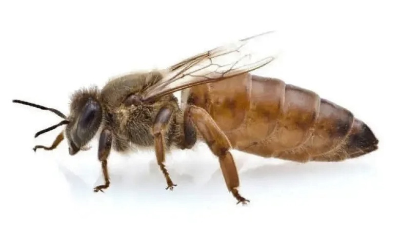 Українська степова порода бджіл